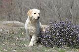 GOLDEN RETRIEVER 437